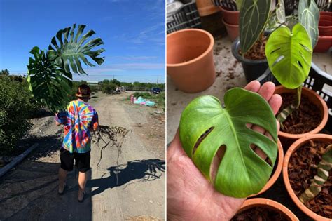 龜背芋卡通|龜背芋卡通：讓你的家居生活充滿趣味與魅力 – 植物盆栽綠寶典